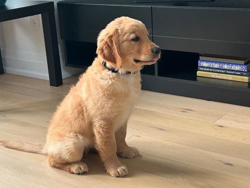 Golden Retriever 6 months old male small named Jerry for sale | Petmeetly