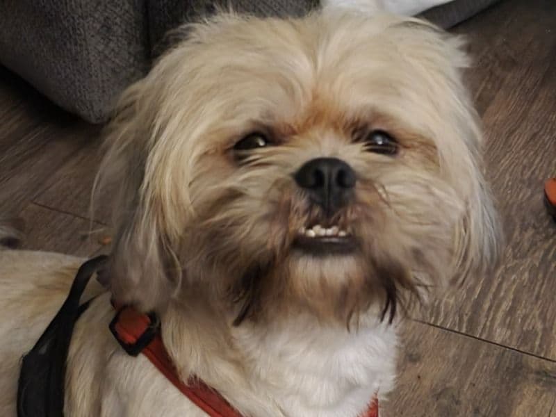 Lhasa Apso 5 years 1 month old male small named Buster for breeding in Duval County, Florida | Petmeetly