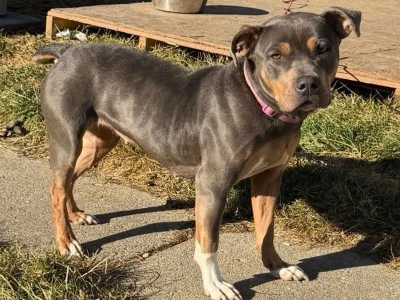 American PitBull Terrier 3 years 5 months old female medium named Harley for breeding in St. Clair County, Michigan | Petmeetly
