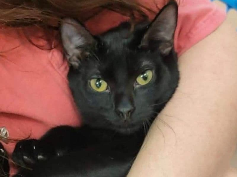 Domestic Shorthair 5 years old female named Astrid for adoption in Lexington County, South Carolina | Petmeetly
