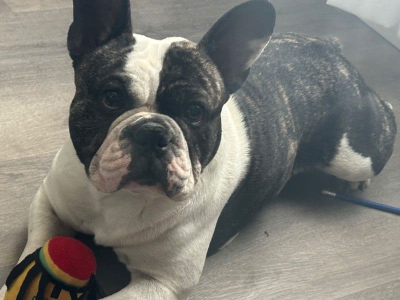 French Bulldog 3 years 9 months old male medium named Paco for breeding in Maricopa County, Arizona | Petmeetly