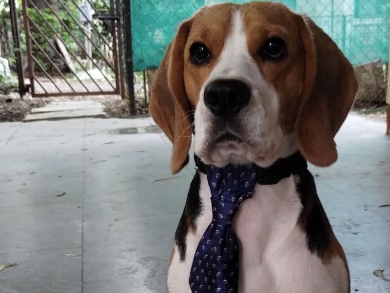 Benny primary photo
