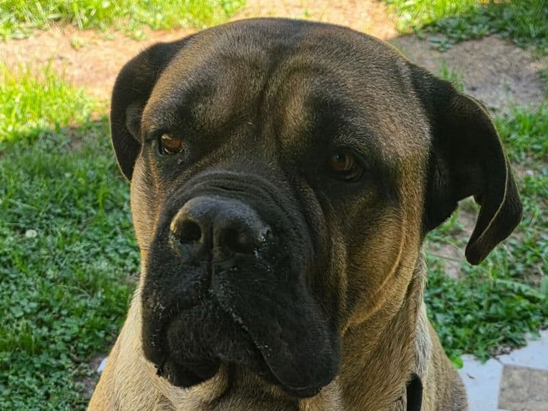 Atlas - Cane Corso | Petmeetly
