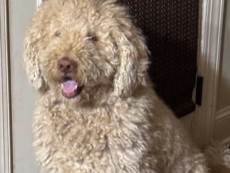 Goldendoodle 4 years 1 month old male large named Dash for breeding in DeSoto County, Mississippi | Petmeetly