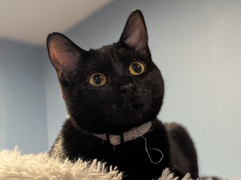 Umbreon primary photo
