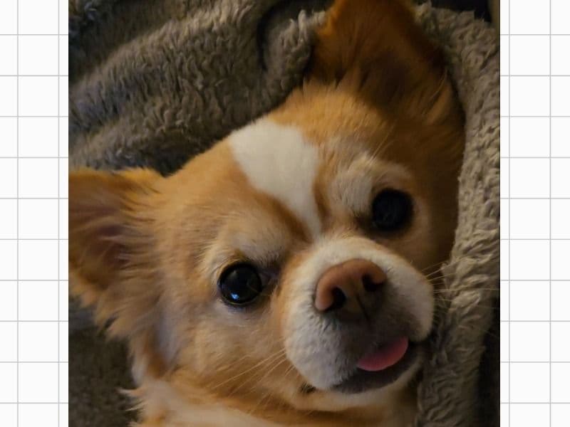 Marshmallow primary photo