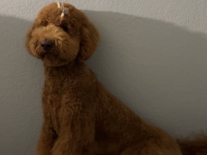 Penny primary photo