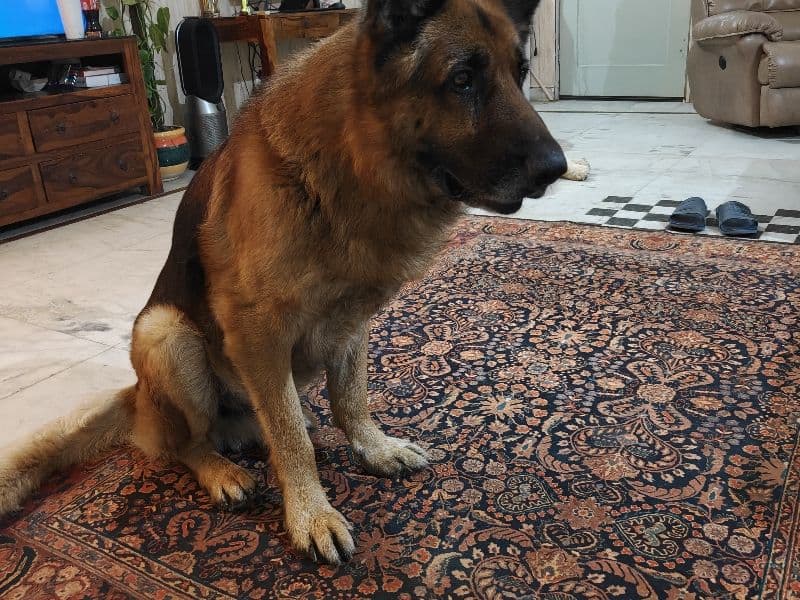 German Shepherd 7 years old male extra large named Zack for breeding in Delhi Division, Delhi | Petmeetly