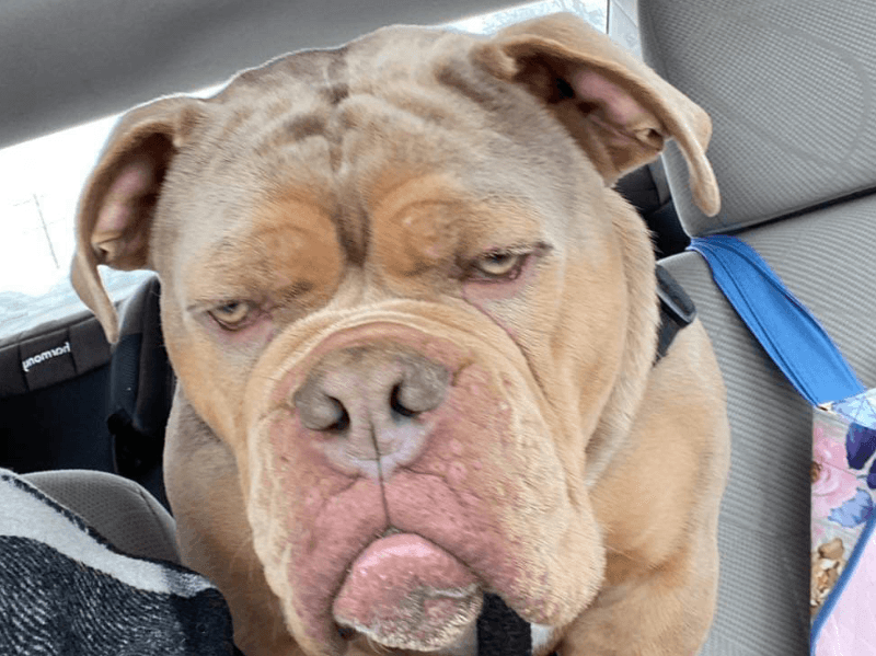 Old English Bulldog 3 years 6 months old male medium named Scooby for breeding in Lanark County, Ontario | Petmeetly