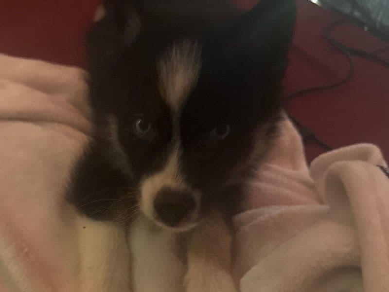 Siberian Husky 2 months old female small named Tink for adoption in Horry County, South Carolina | Petmeetly