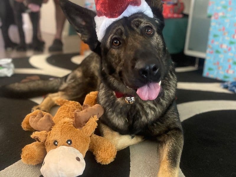 German Shepherd 5 years 6 months old female medium named Honey for breeding in City of Mount Gambier, South Australia | Petmeetly