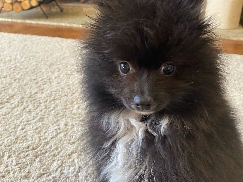 Pomeranian 3 months old male small named Finn for sale in Bonita Springs, Florida | Petmeetly