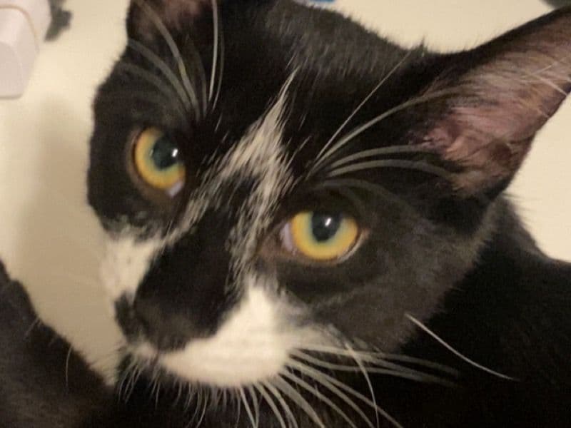 Domestic Shorthair 8 months old male named Leo for breeding in Toronto, Ontario | Petmeetly