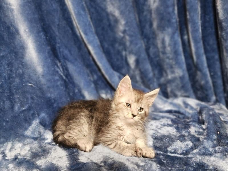 Maine Coon 6 months old male named Zephyr for sale in Lake County, Illinois | Petmeetly