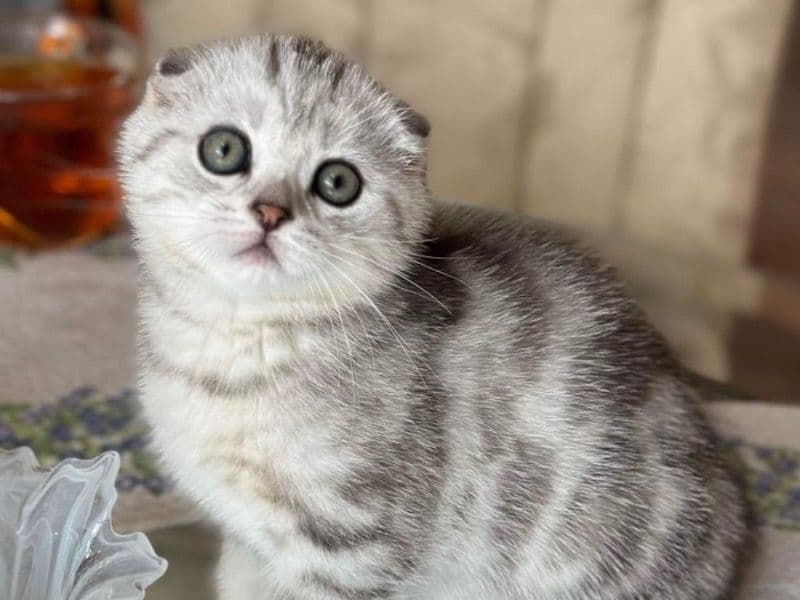 Scottish Fold 1 year 6 months old male named Jojo for sale in New York County, New York | Petmeetly