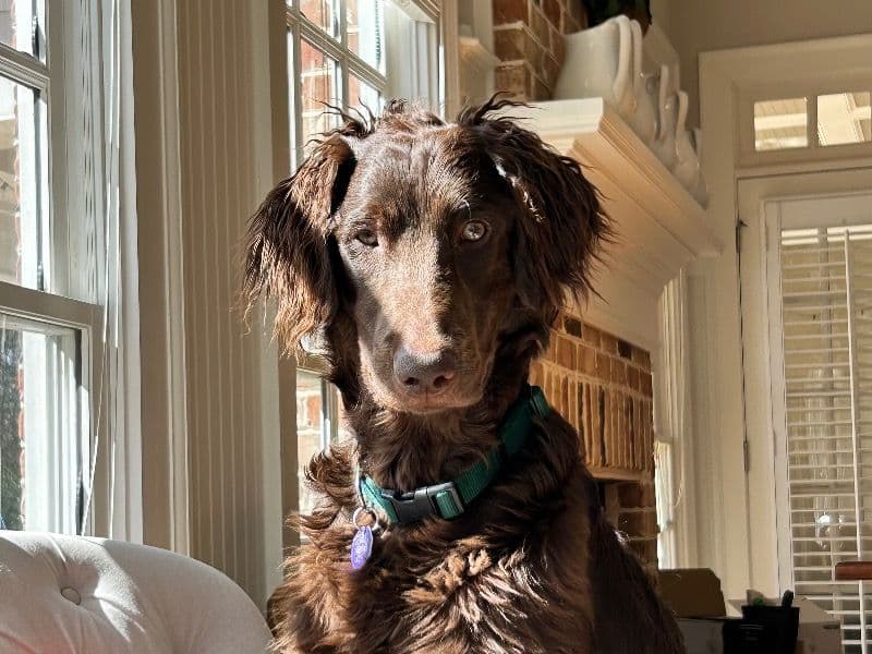 Gus primary photo