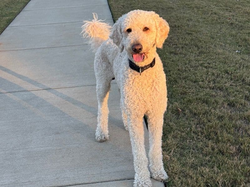 Labradoodle 5 years old male large named Teddy for breeding in Blythewood, South Carolina | Petmeetly