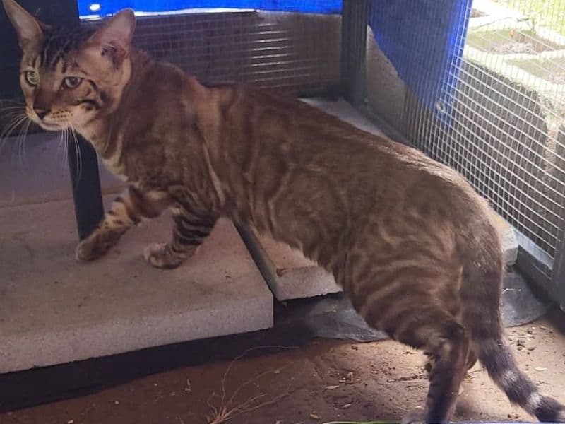 Bengal 1 month old male named Bengal Cat Kittens for breeding in Leon County, Florida | Petmeetly