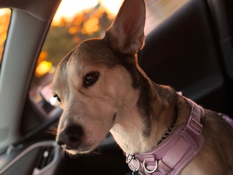 Husky 1 year 4 months old female medium named Roxy for sale in Hillsborough County, Florida | Petmeetly