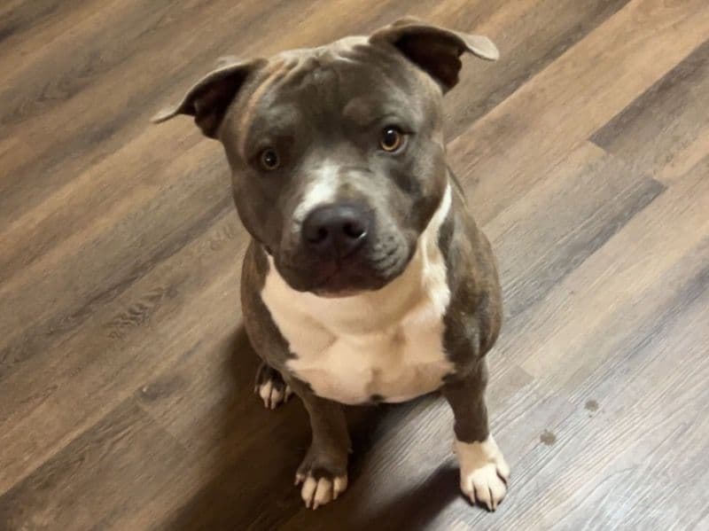 Brindle Pitbull 2 years 11 months old male medium named Cash for adoption in Collin County, Texas | Petmeetly