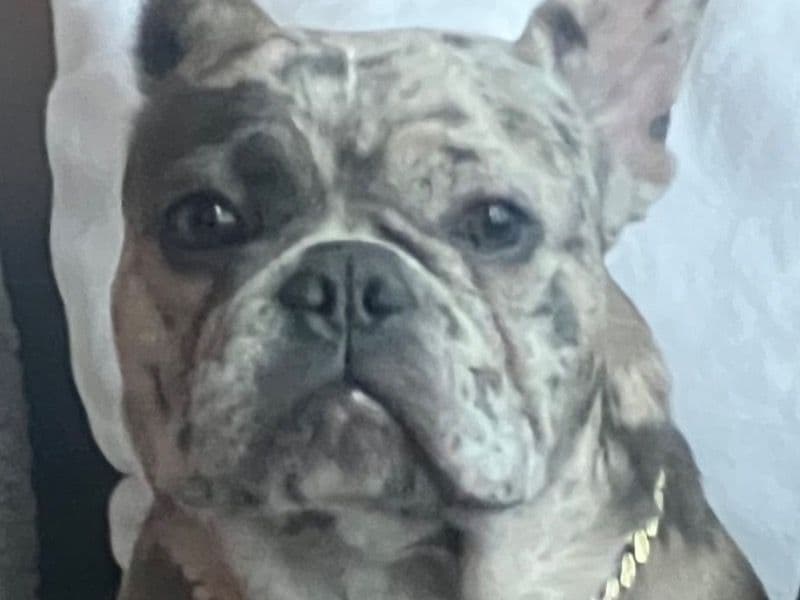 Enzo primary photo