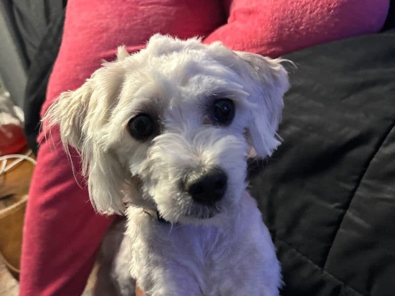 Bichon Frise 1 year old male small named Barkley for adoption in Cuyahoga County, Ohio | Petmeetly