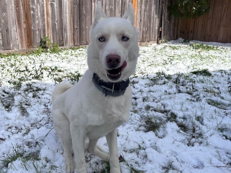 Siberian Husky 2 years 3 months old male medium named Appa for sale in Harris County, Texas | Petmeetly