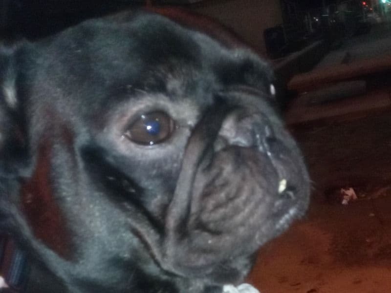 French Bulldog 8 months old male medium named Ugly for sale in San Joaquin County, California | Petmeetly