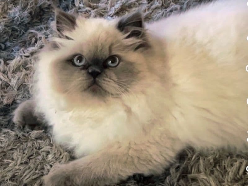 Persian 1 year 7 months old female named Precious for breeding in Dorchester County, South Carolina | Petmeetly