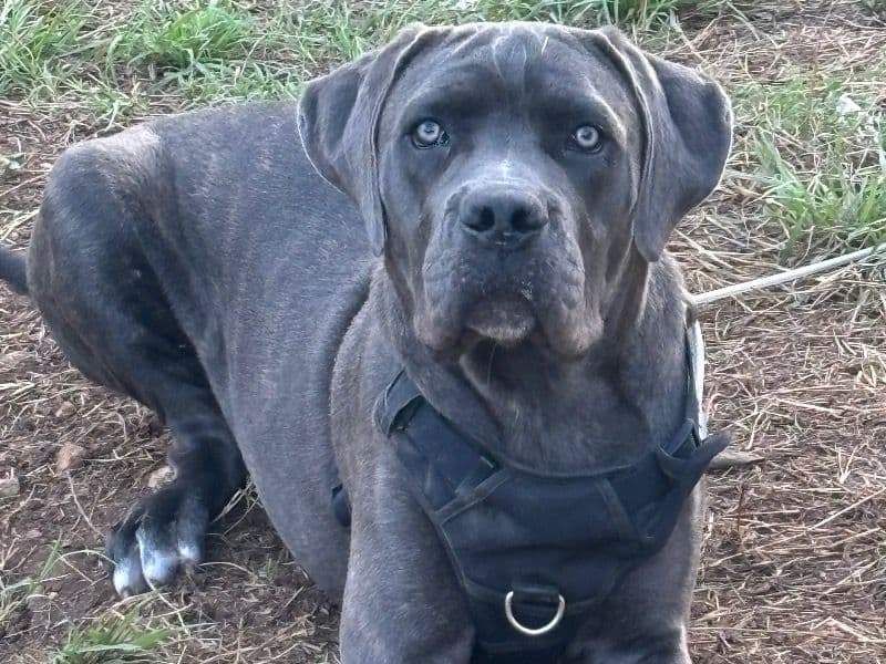 Cane Corso 11 months old female large named Mazikeen for sale in Williamson County, Texas | Petmeetly