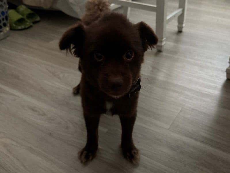 Pomeagle 3 years 8 months old male small named Chocolate for adoption in Arlington County, Virginia | Petmeetly