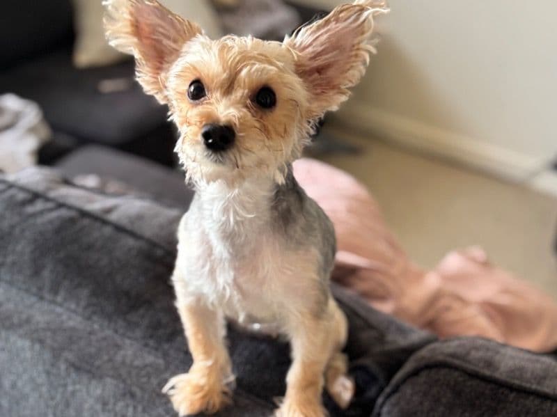 Bella primary photo