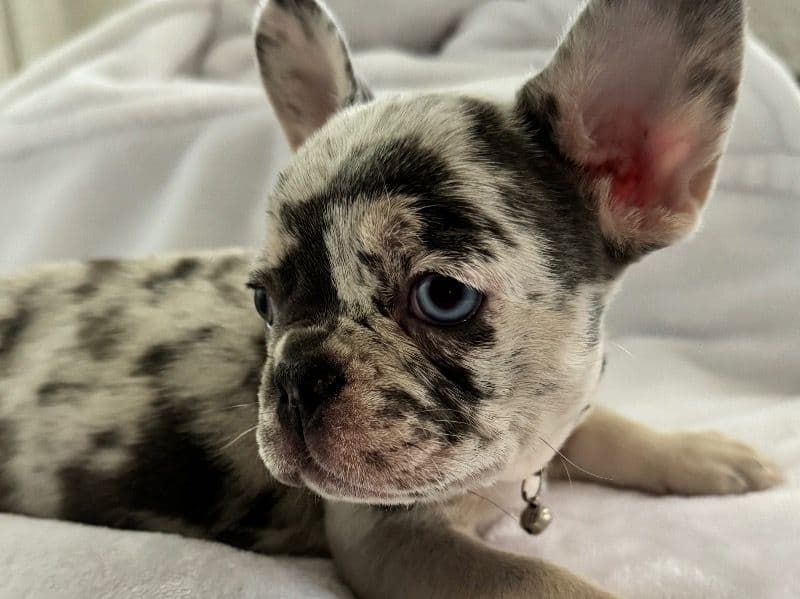 June - French Bulldog | Petmeetly