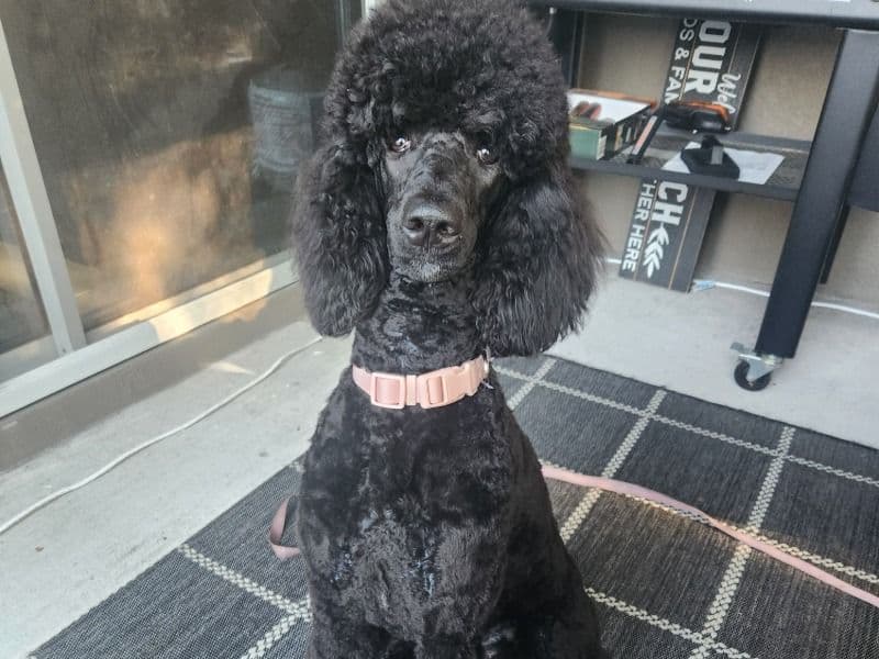 Corretta primary photo