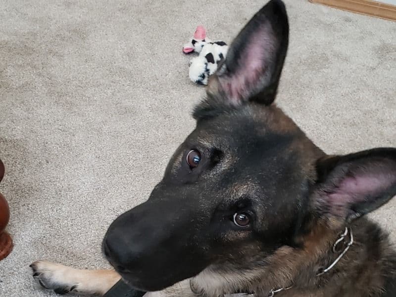 Odin primary photo