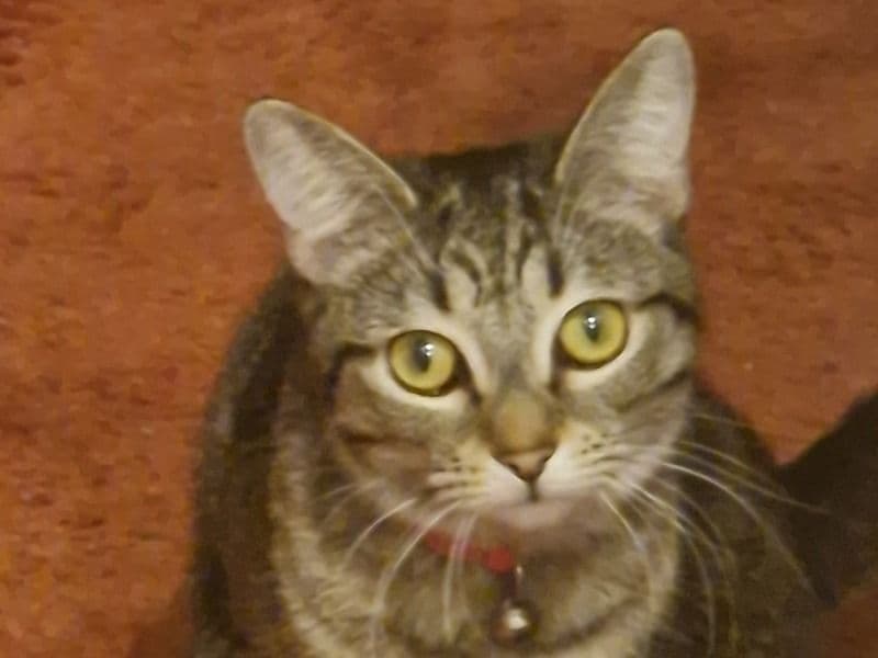 Indica primary photo