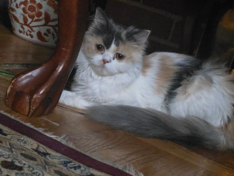 Cookie primary photo