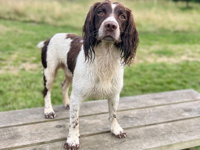 English Springer Spaniel 4 years 4 months old male medium named Smudge for breeding in Bournemouth, Christchurch and Poole, England | Petmeetly