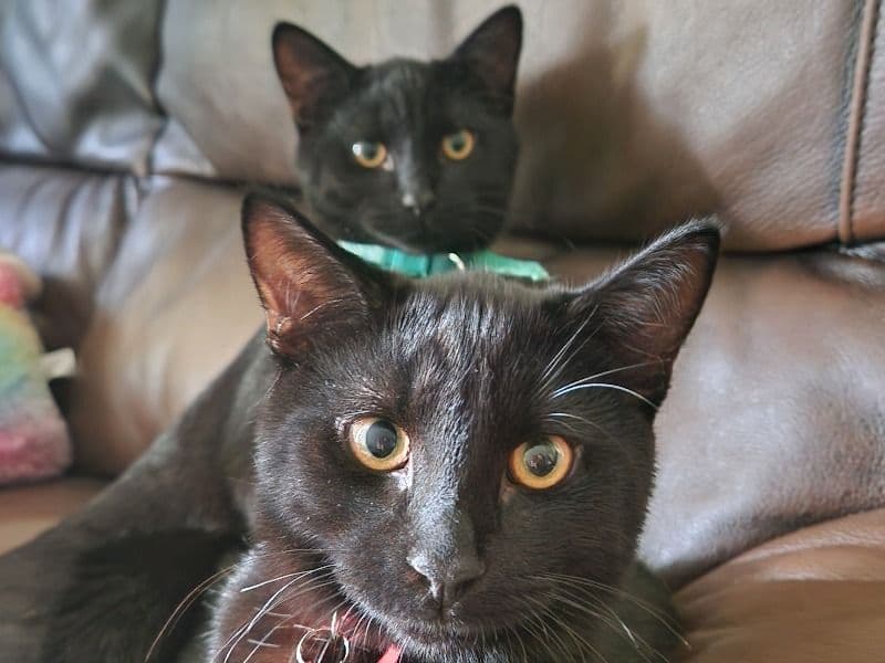 Domestic Shorthair 10 months old male named Louie And Lennie for adoption in Warwickshire, England | Petmeetly