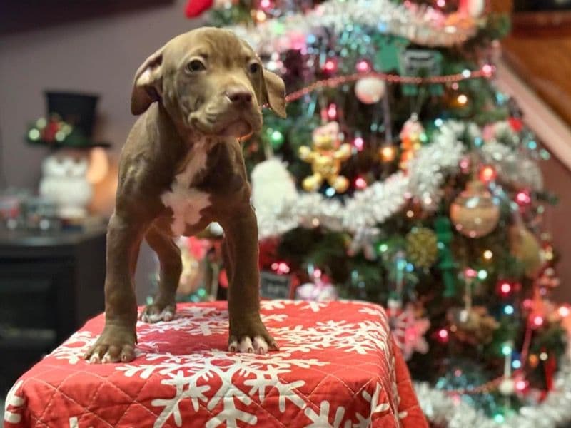 American Bully 3 months old male large named Fudge for sale in Hancock County, Ohio | Petmeetly