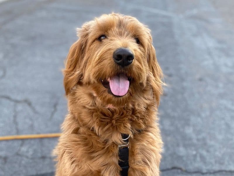 Goldendoodle 3 years 10 months old female large named Claire for breeding in Orange County, California | Petmeetly