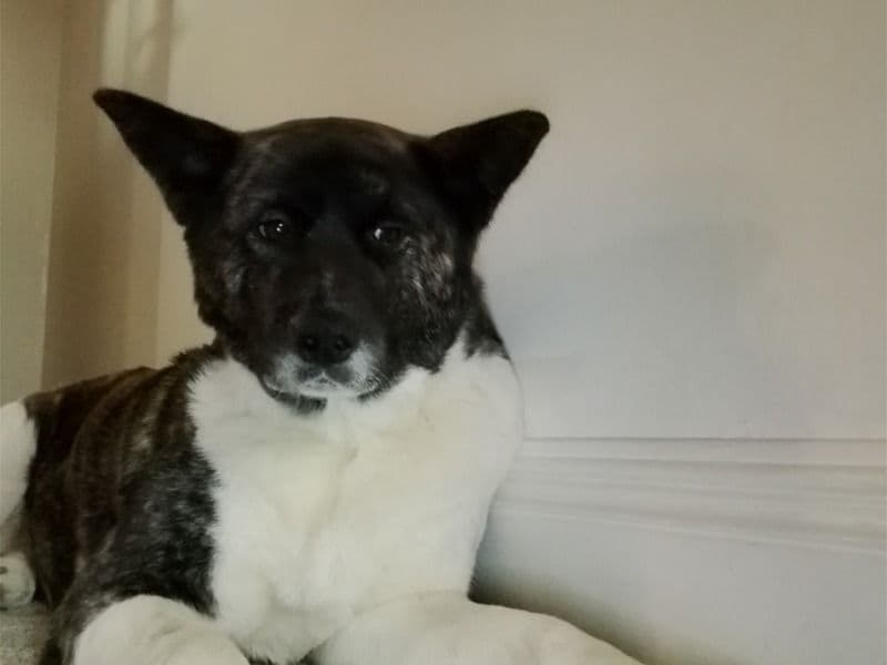 American Akita 3 years 5 months old female medium named Amy for sale in Blackburn with Darwen, England | Petmeetly