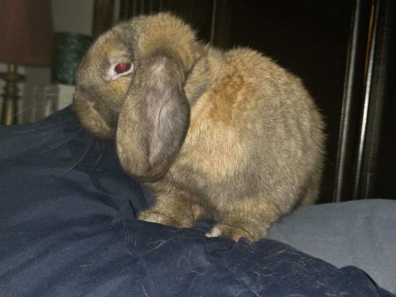 Lilith - Holland Lop | Petmeetly