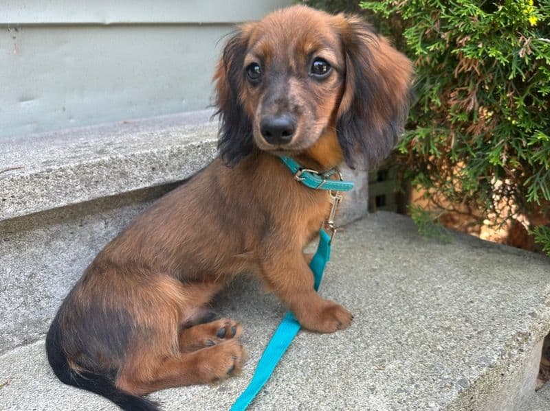 Dachshund 9 months old male small named Handsome for breeding in Regional Municipality of Durham, Ontario | Petmeetly