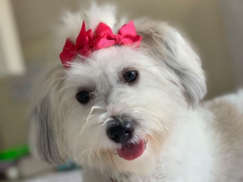 Maya primary photo