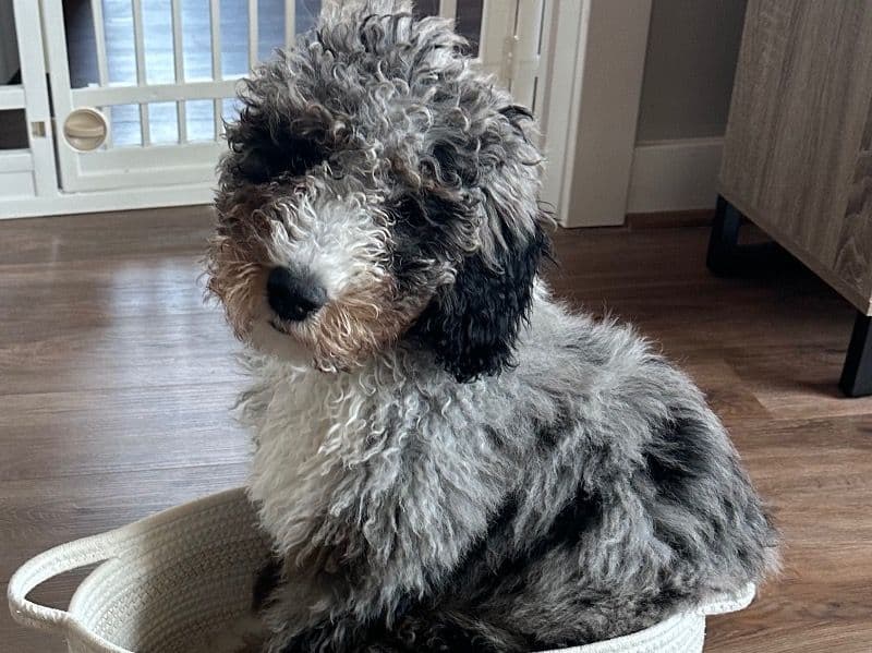 Bernedoodle 4 months old male large named Harvey for breeding in Richmond, Virginia | Petmeetly