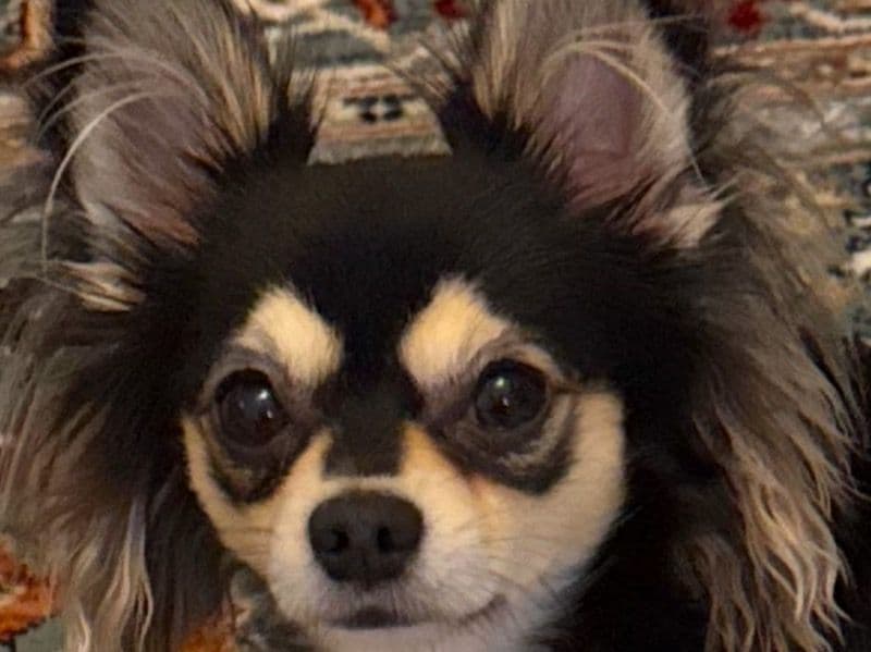 Nikki primary photo