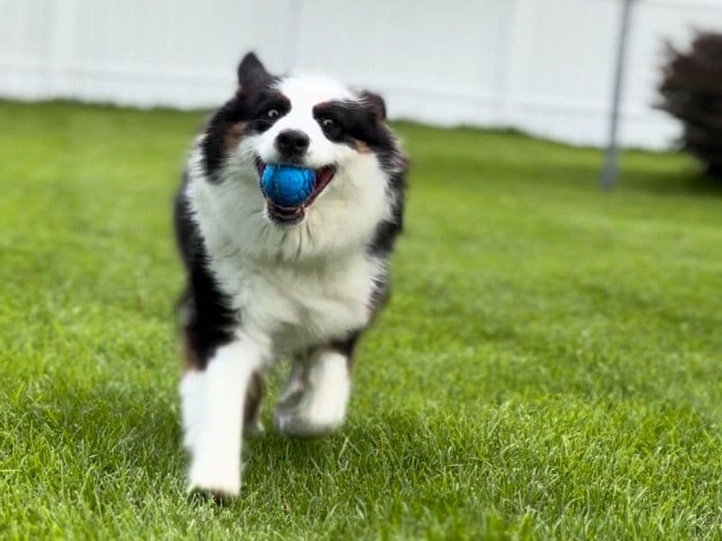 Australian Shepherd 4 years old female medium named Lucy for breeding in Lowndes County, Georgia | Petmeetly