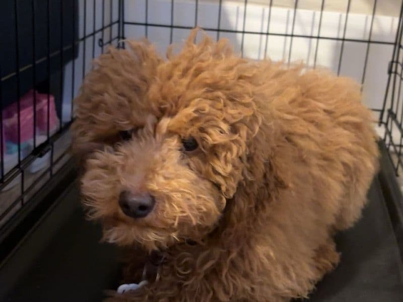 Miniature Poodle 7 months old male small named Winnie for adoption in Kent County, Rhode Island | Petmeetly