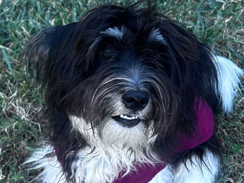 Havanese 9 months old male small named Bowie for adoption in Harris County, Texas | Petmeetly